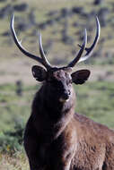 Image of Sri Lankan sambar deer