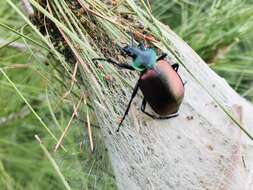 Image of forest caterpillar hunter