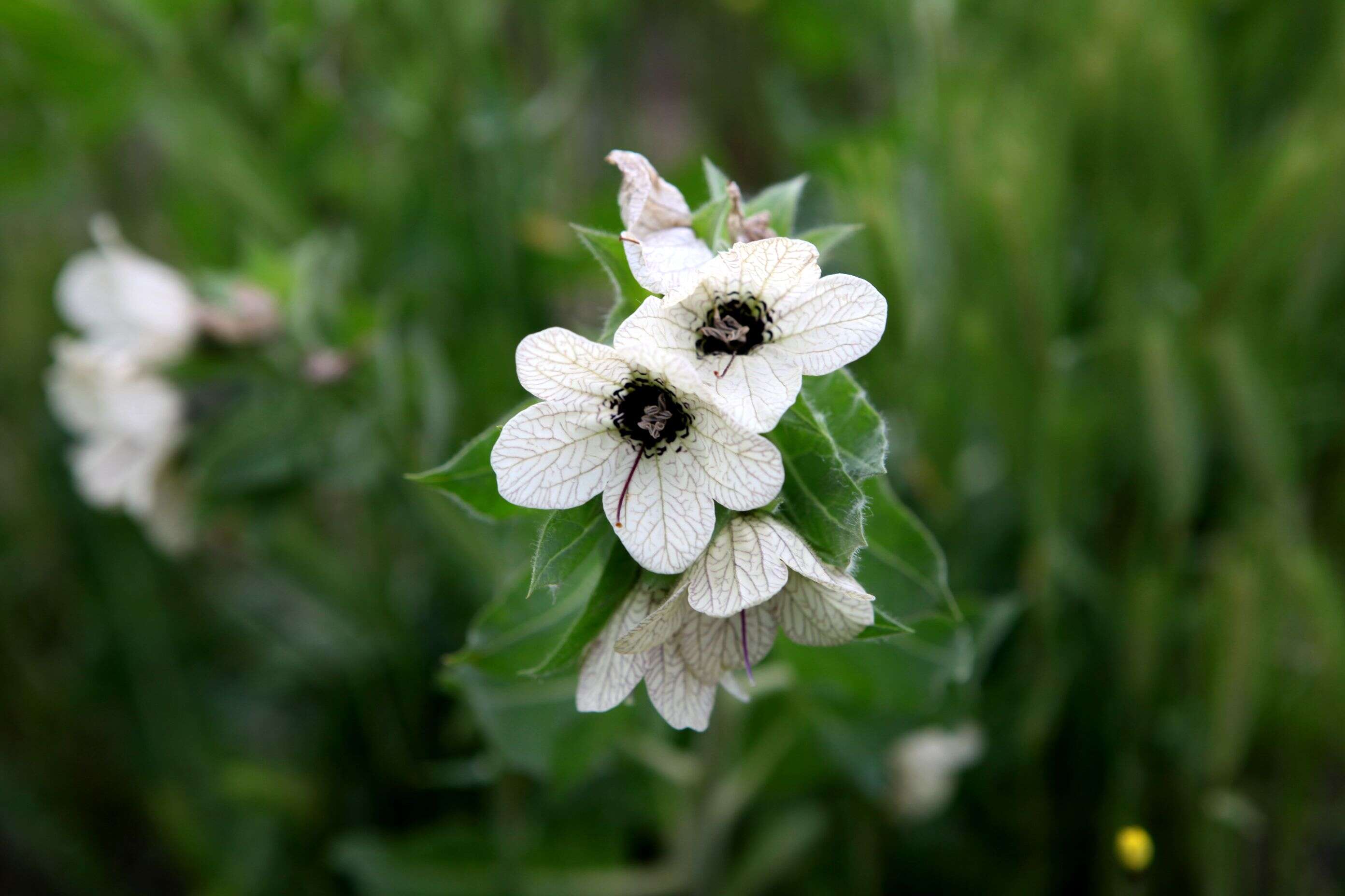 Image of henbane