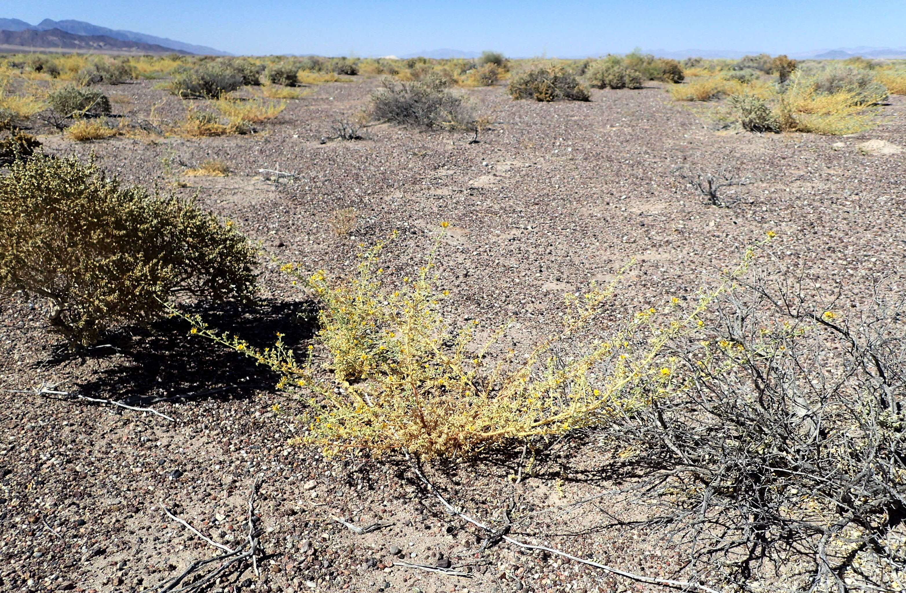 Image of Mojave cleomella