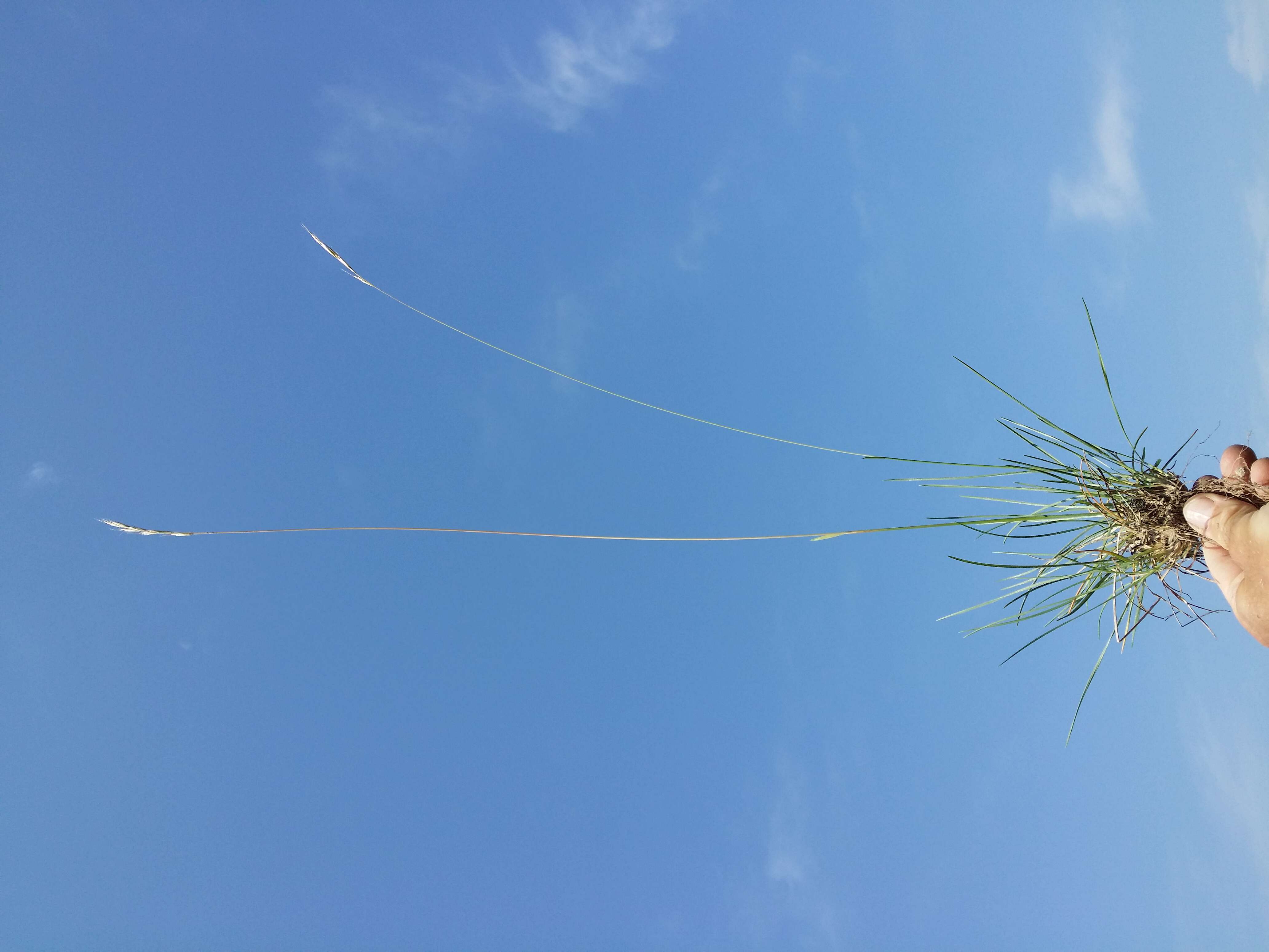 Plancia ëd Helictochloa pratensis (L.) Romero Zarco