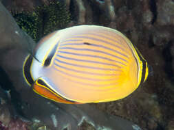 Image of Oval Butterflyfish