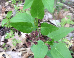 Image of purple meadowparsnip