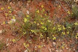 Image of Goodenia fascicularis F. Müll. & Tate.