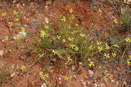 Image of Goodenia fascicularis F. Müll. & Tate.