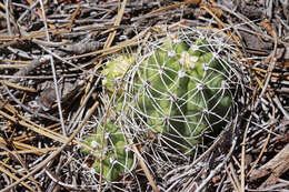 Image of Colorado hookless cactus