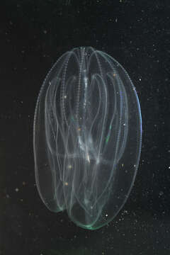 Image of comb jelly