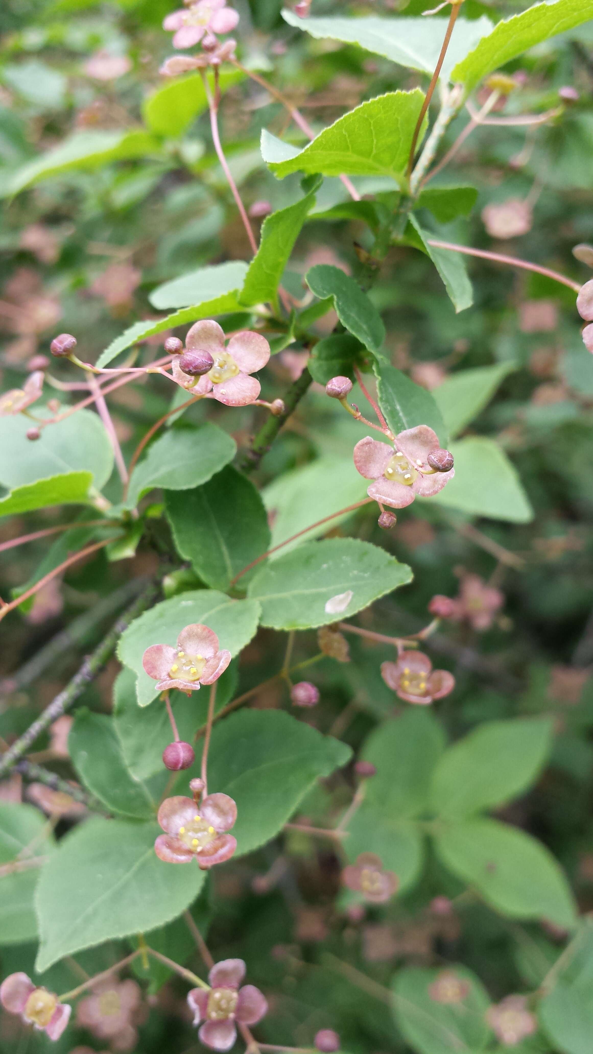 Image of Euonymus verrucosus Scop.