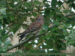 Image of Oriental Turtle Dove