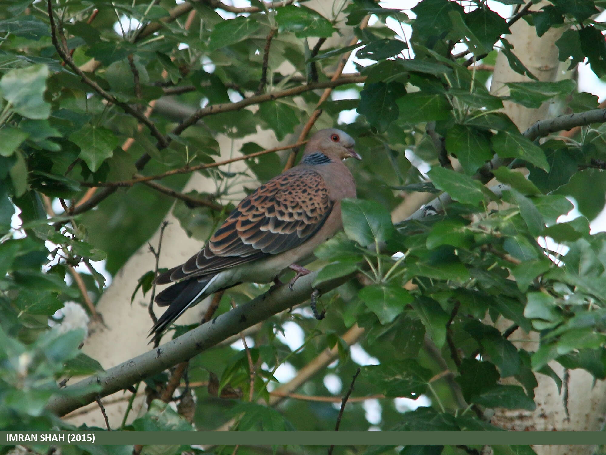 Image of Oriental Turtle Dove