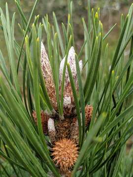 Image of Bishop pine