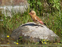 Image of Asian Crimson-winged Finch