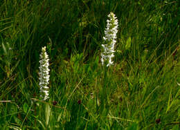 Image of Tall white bog orchid