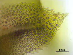 Image of paludella moss