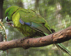 Image of Antipodes Green Parakeet