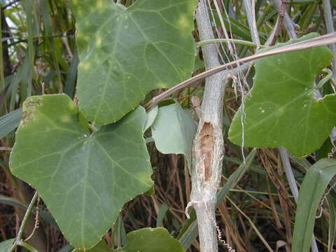 Image of African vine borer