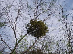 Image of oak mistletoe