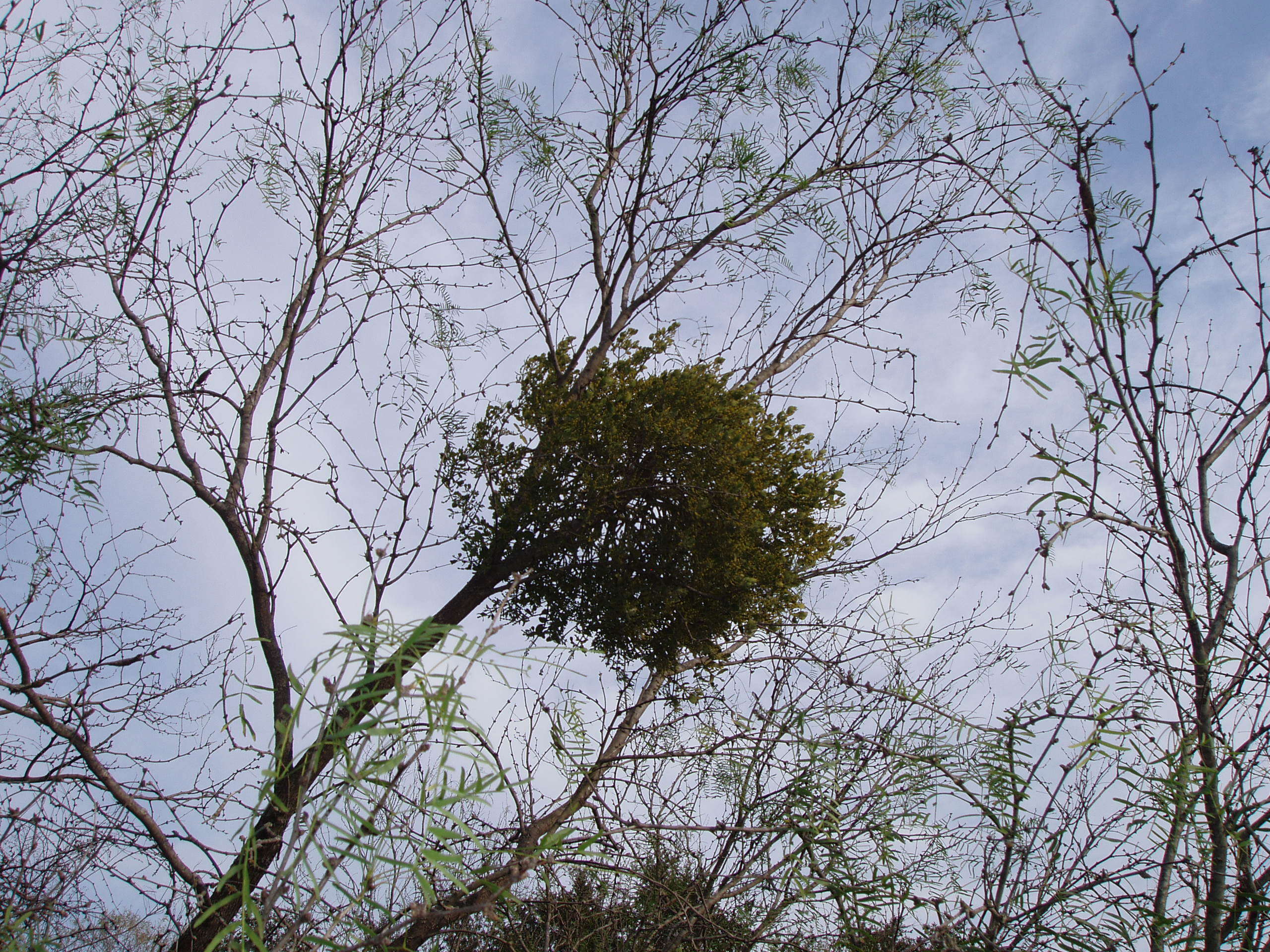 Imagem de Phoradendron leucarpum (Raf.) J. L. Reveal & M. C. Johnston