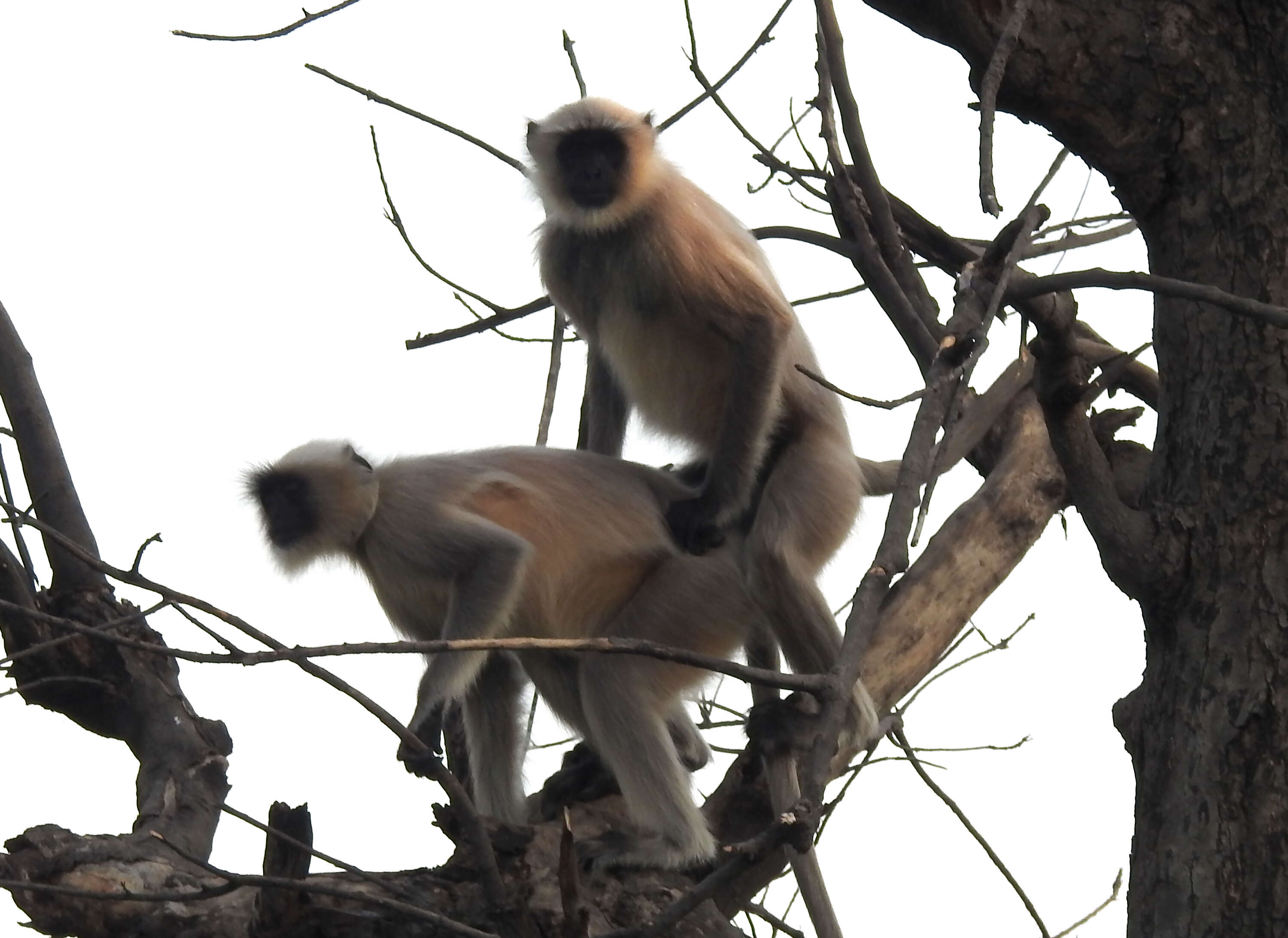 Image de Semnopithecus hypoleucos Blyth 1841