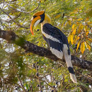 Image of Great Indian Hornbill