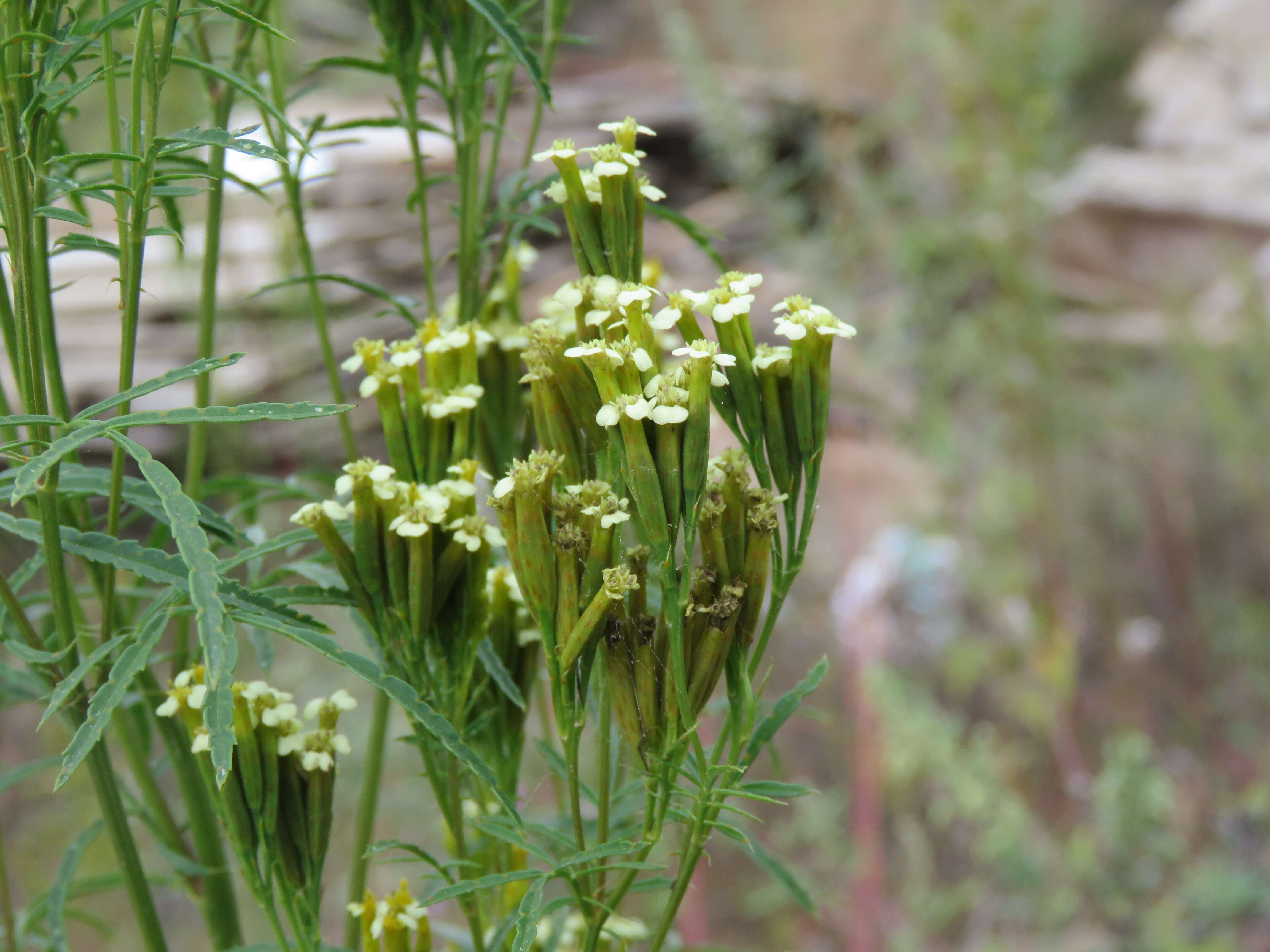 Tagetes minuta L. resmi