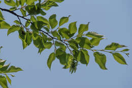 Imagem de Carpinus putoensis W. C. Cheng