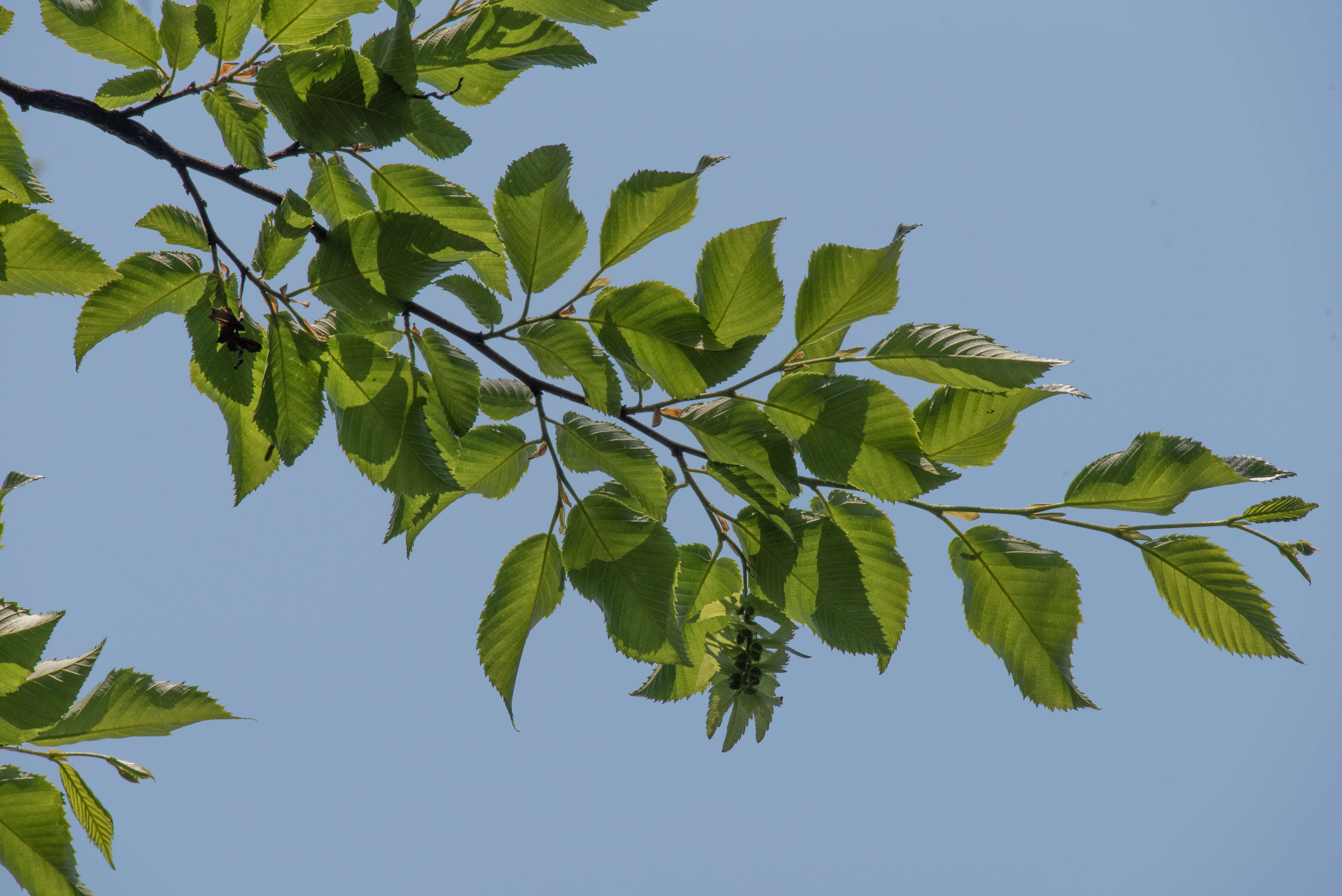 Imagem de Carpinus putoensis W. C. Cheng