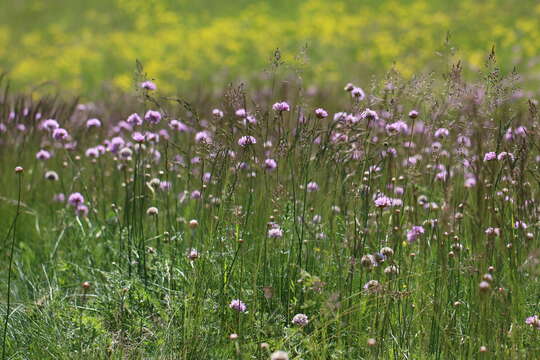 Image of thrift seapink