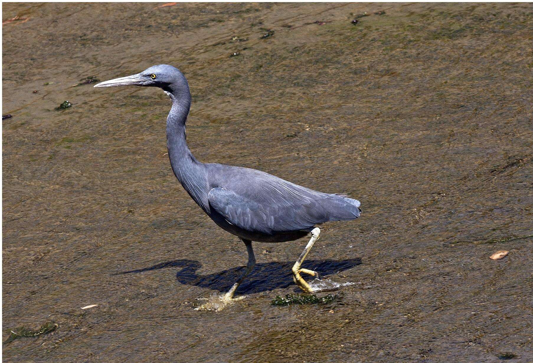 Image de Aigrette sacrée