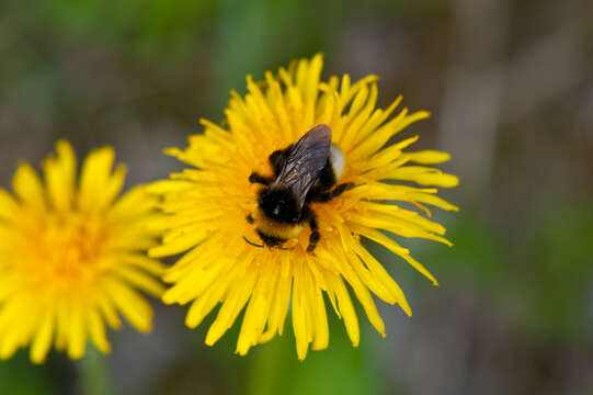 Image of Ashton's Cuckoo Bumblebee