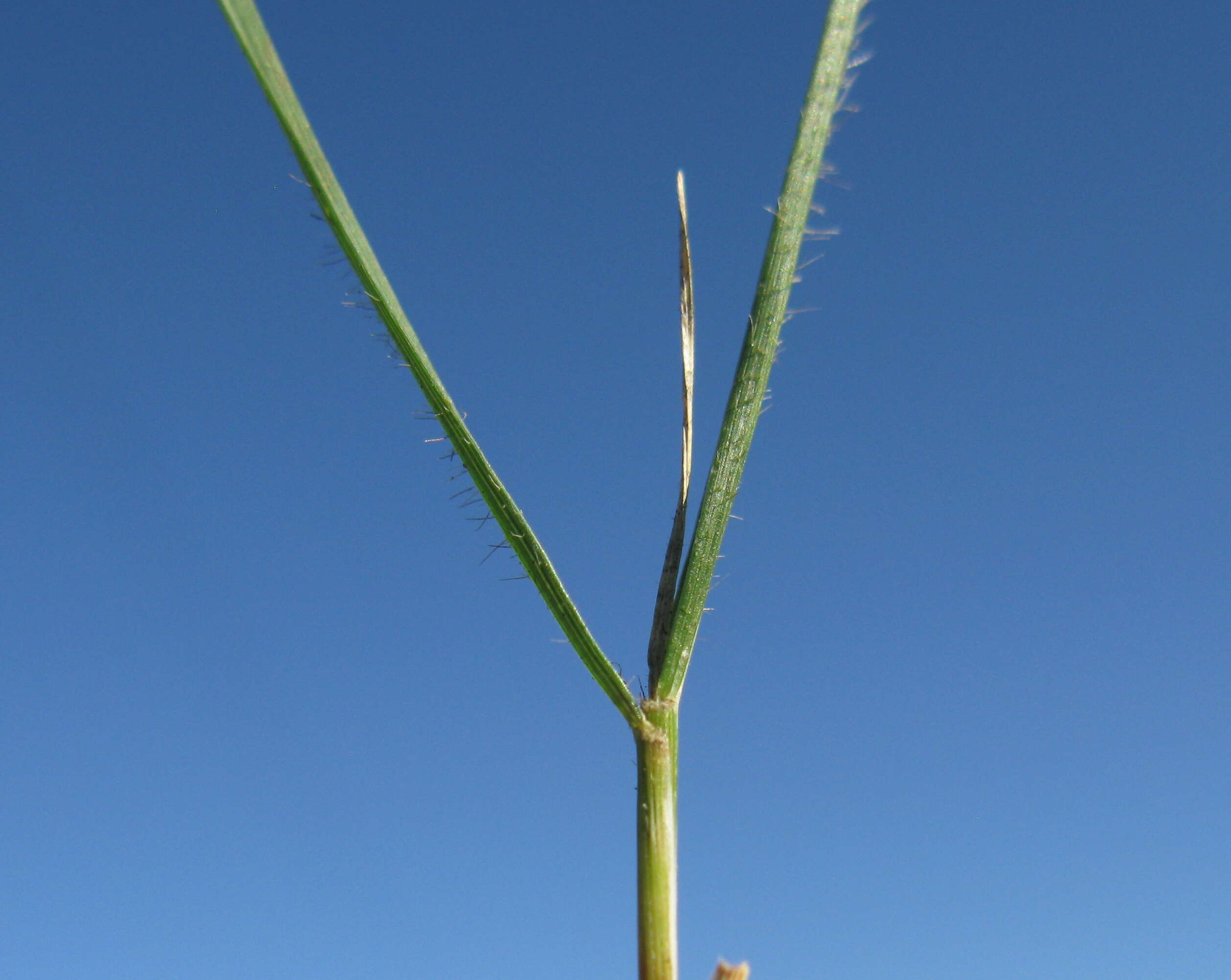 Plancia ëd Rytidosperma racemosum (R. Br.) Connor & Edgar