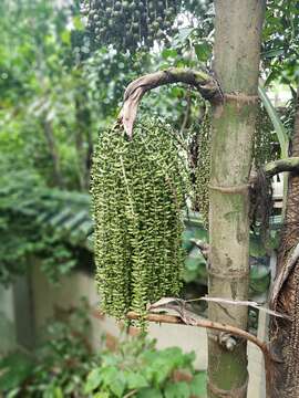 Image of Burmese fishtail palm