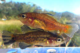 Image of Oxleyan Pygmy Perch