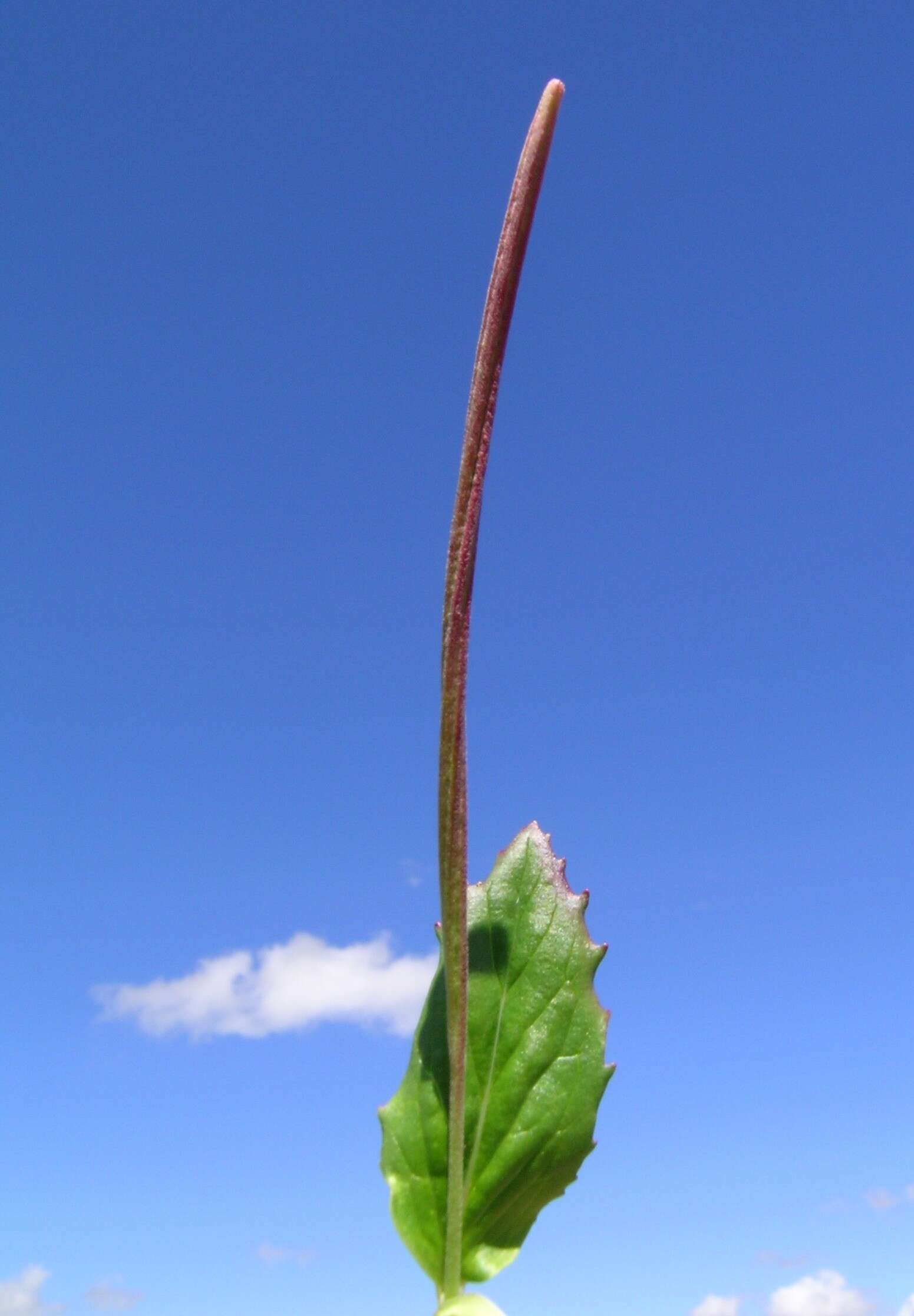 Image of aboriginal willowherb