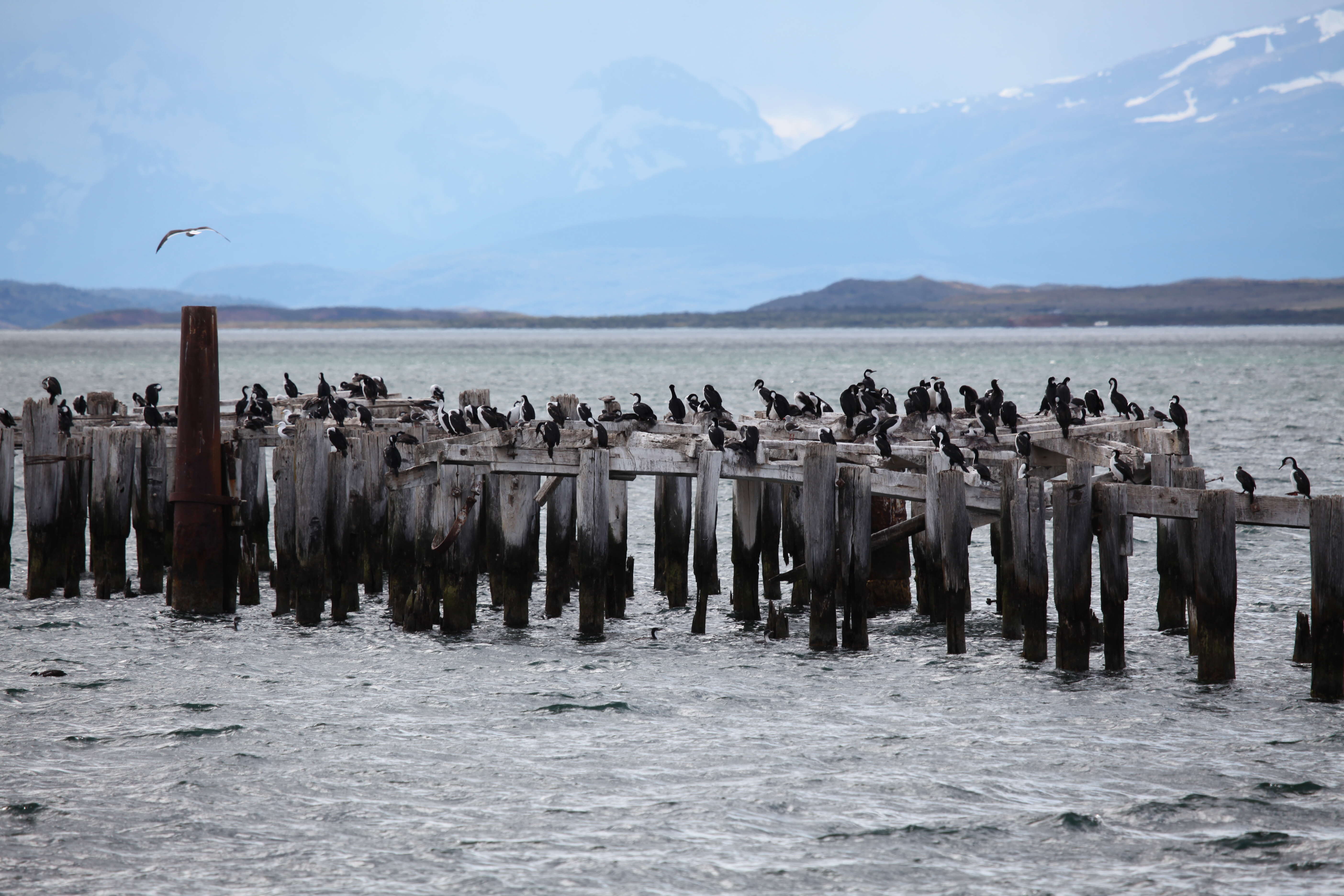 Image of Imperial Shag