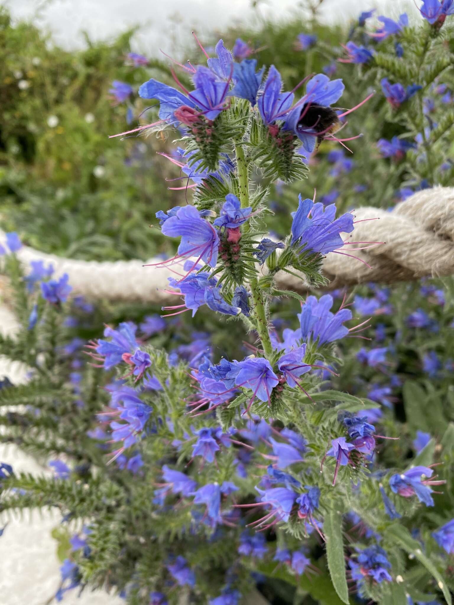 Imagem de Echium vulgare L.