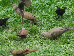 Image of Ruddy Ground Dove