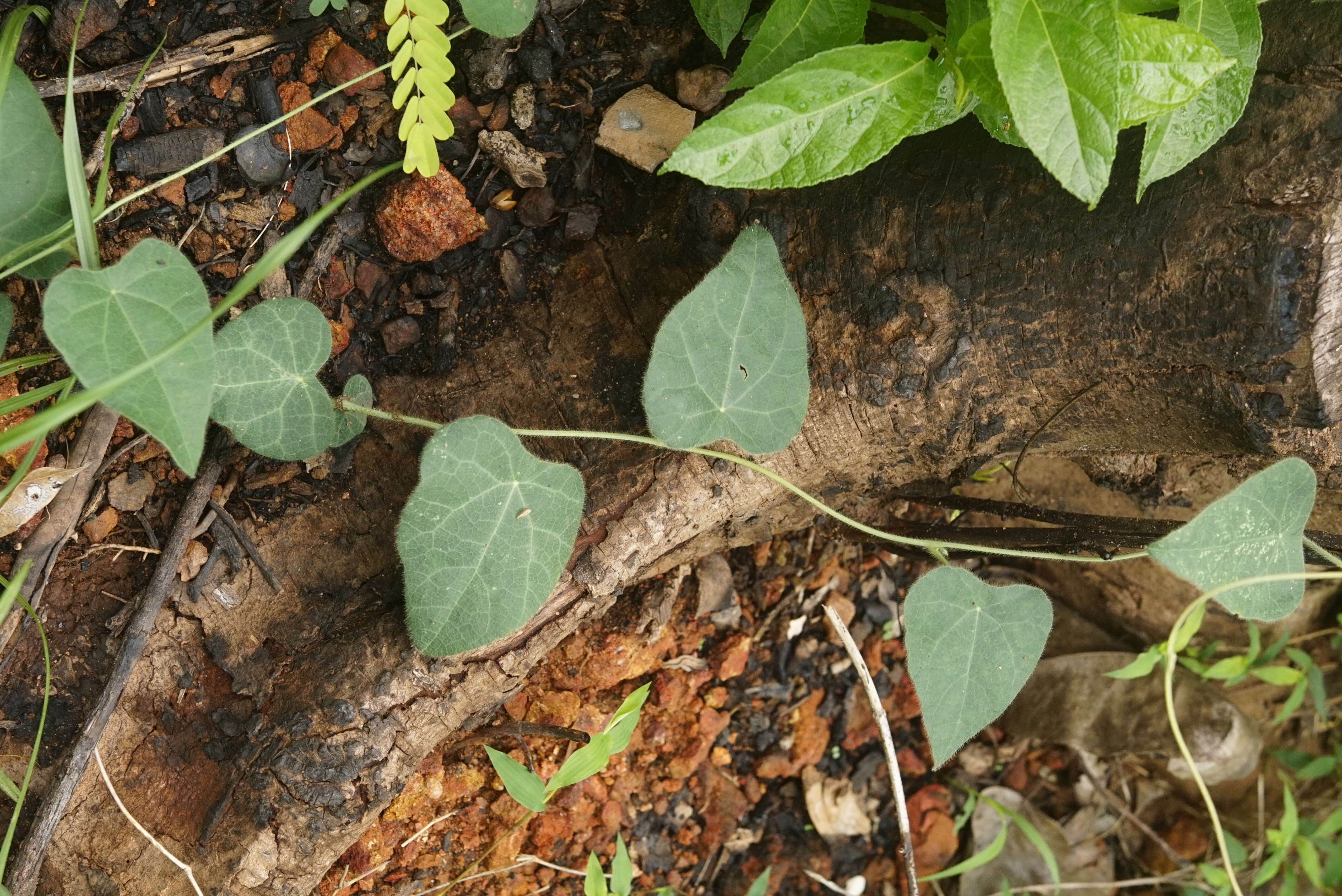 Image of Cyclea peltata Hook. fil. & Thoms.