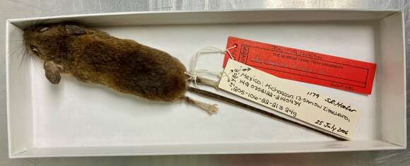 Image of Deer Mice