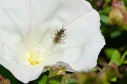 Plancia ëd Lasioglossum pavonotum (Cockerell 1925)