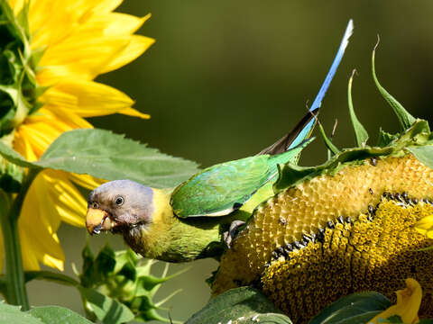 Image of Plum-headed Parakeet