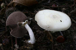 Imagem de Agaricus sylvicola