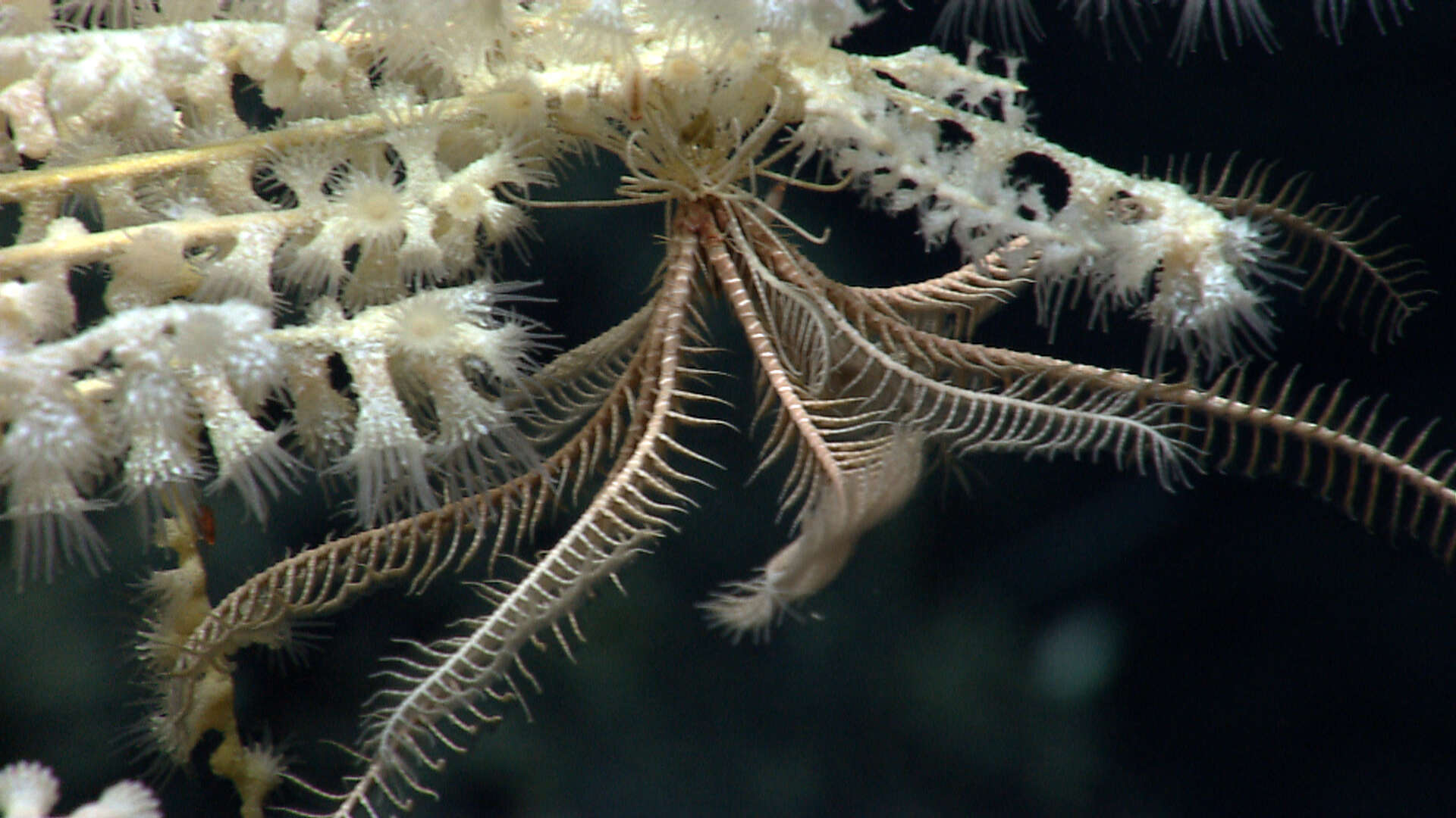 Image of crinoids and relatives