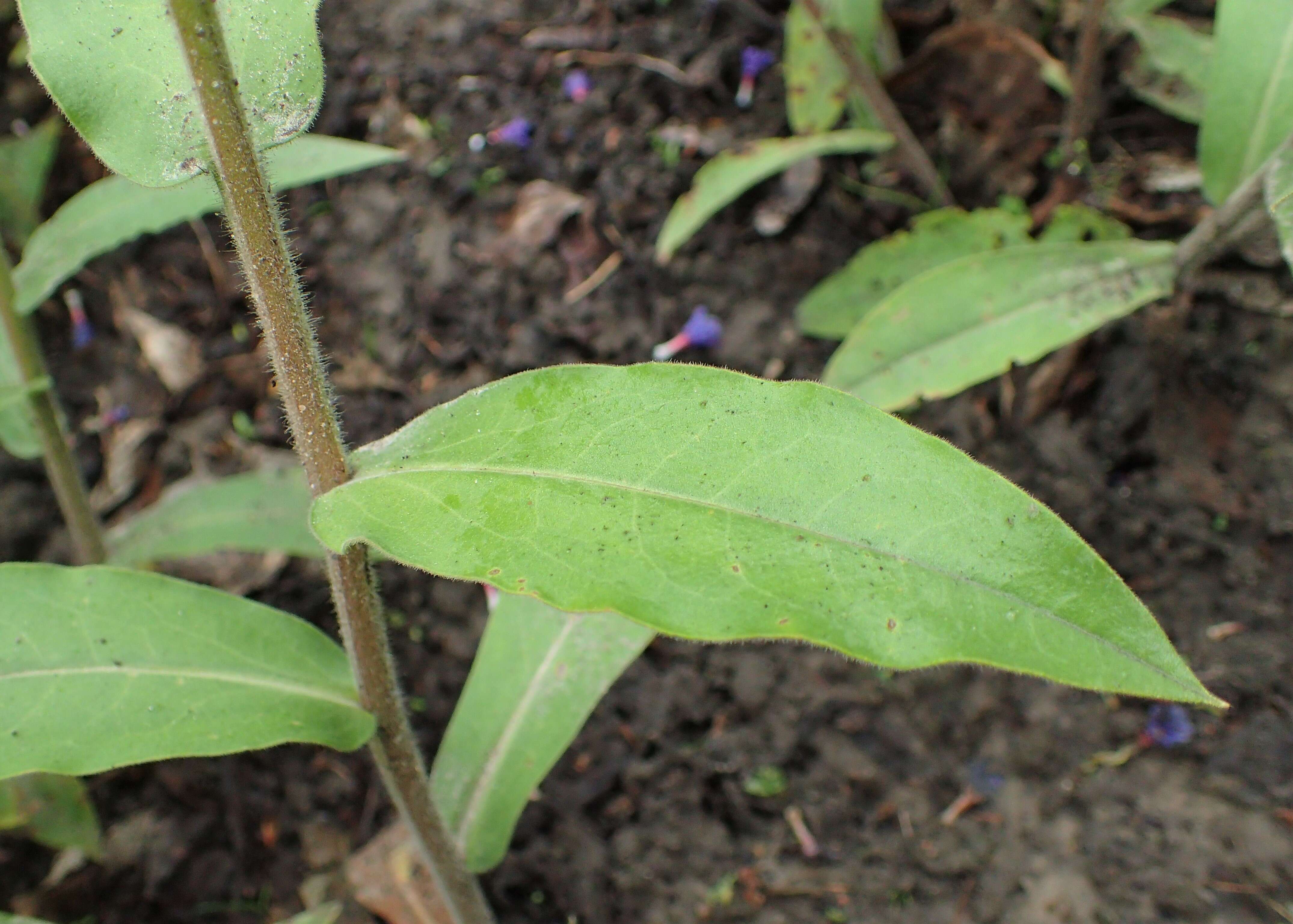 Image of Pulmonaria mollis Hornem.