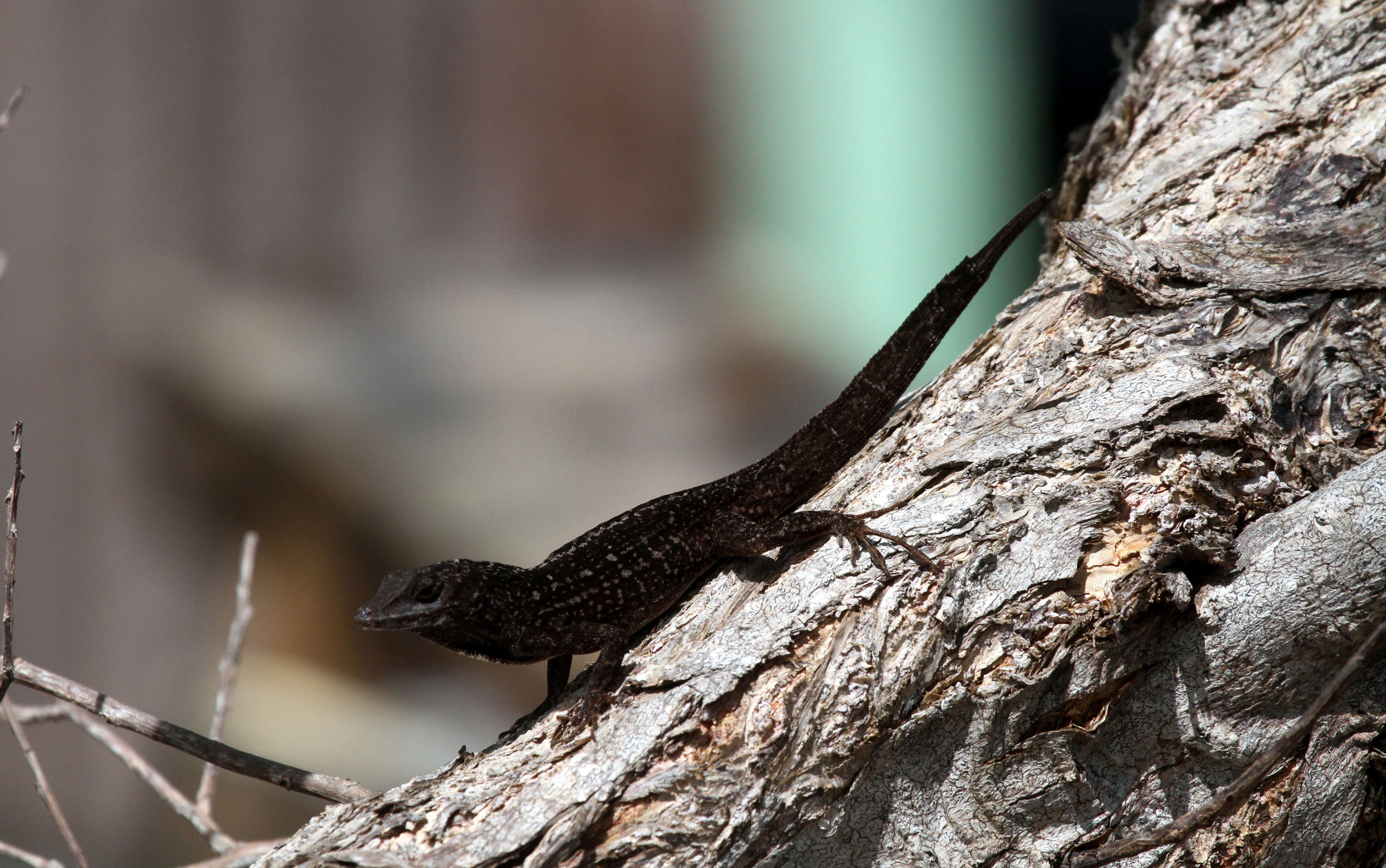 Image of Bahaman brown anole