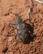 Image of Apleurus lutulentus Anderson 1987