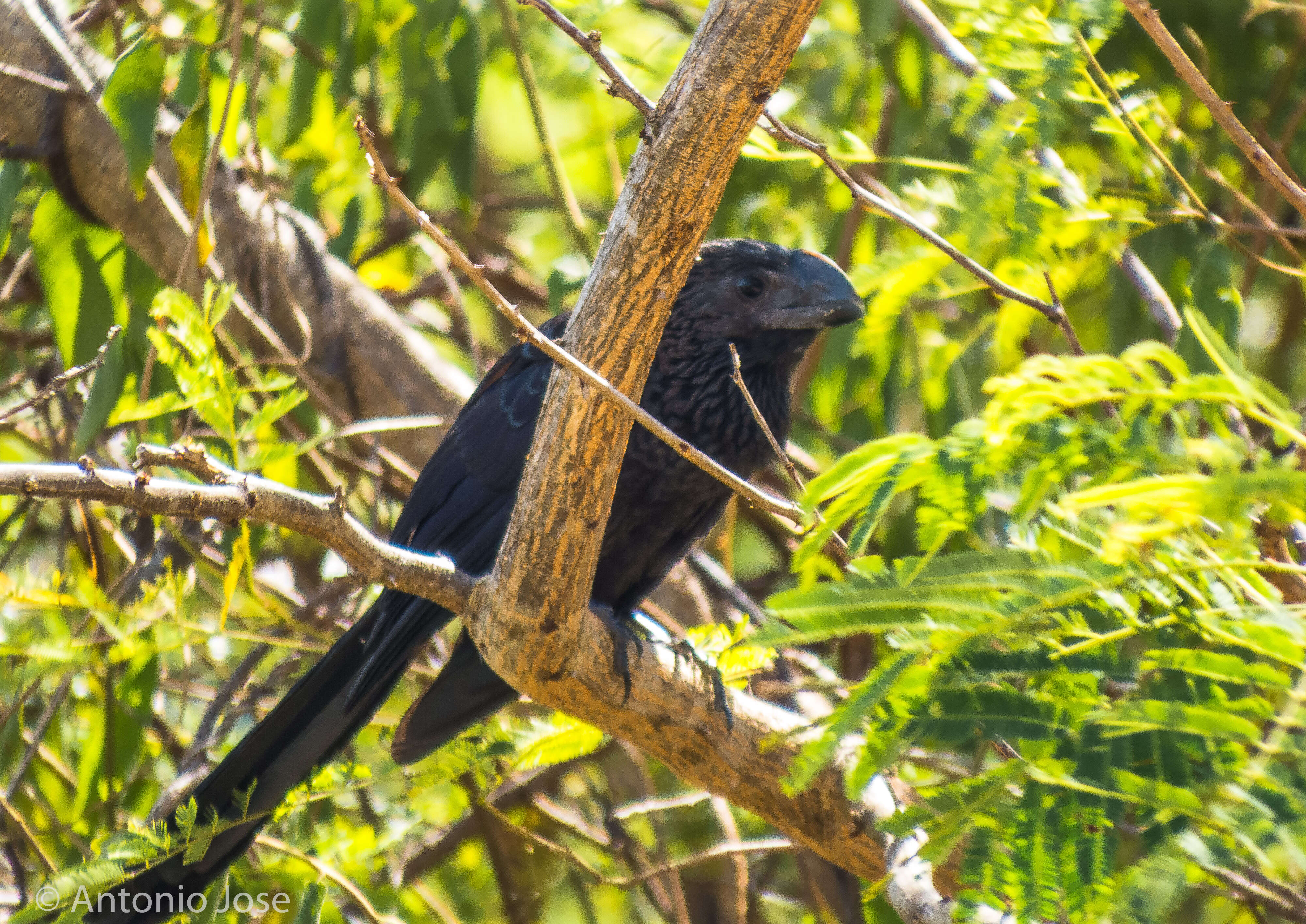 Imagem de Crotophaga Linnaeus 1758