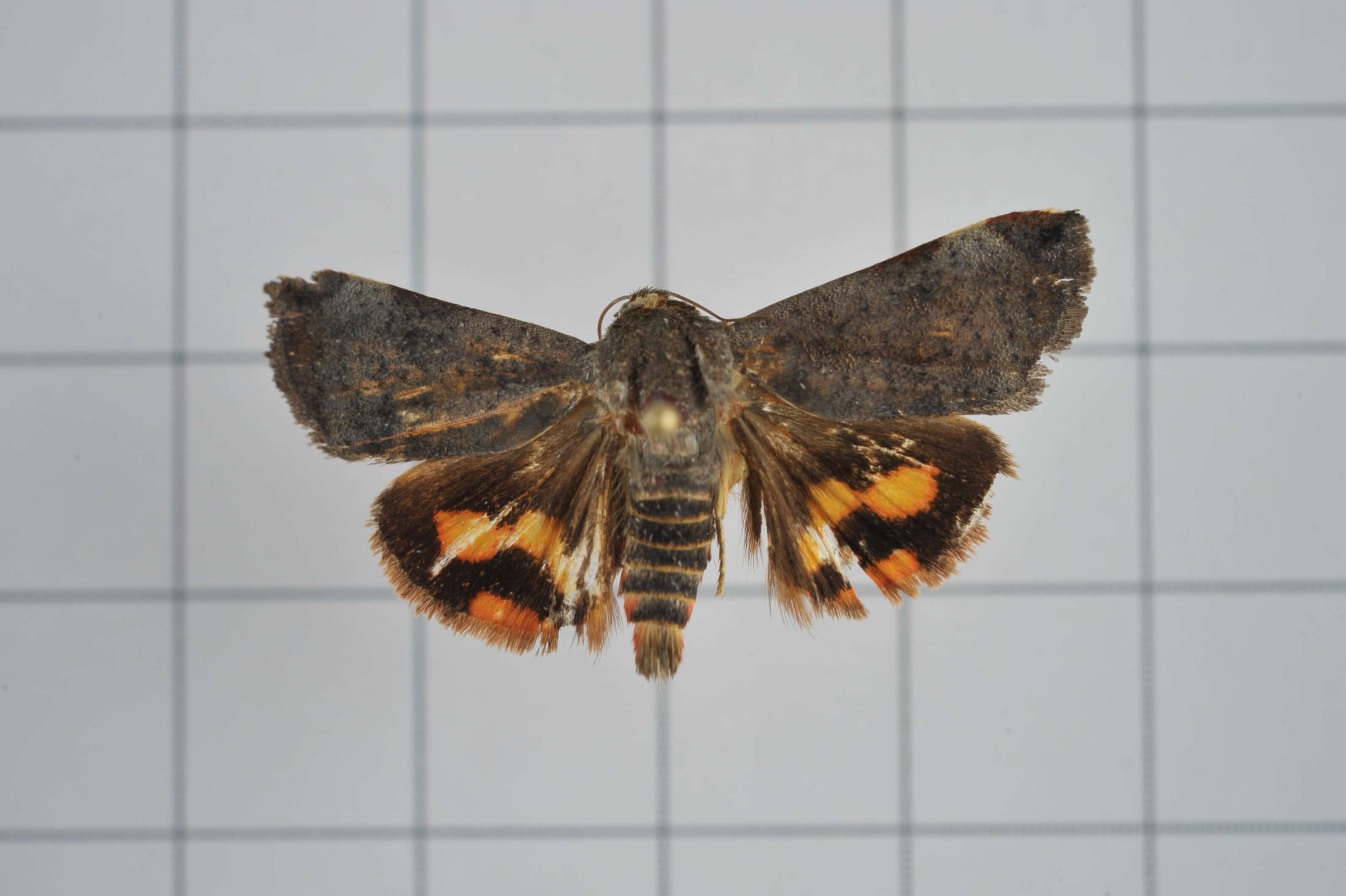 Image of Moth