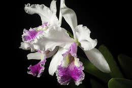 Image of Warscewicz's Cattleya