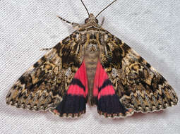 Image of Light crimson underwing moth